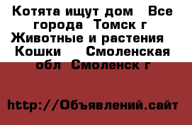 Котята ищут дом - Все города, Томск г. Животные и растения » Кошки   . Смоленская обл.,Смоленск г.